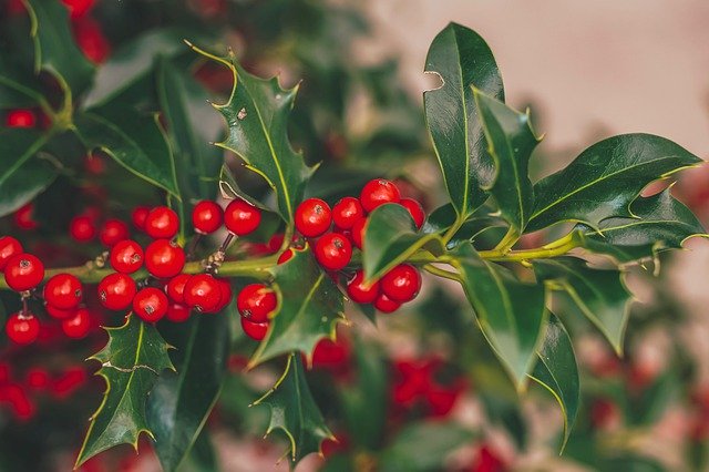 Lowcountry Boughs of Holly by Susan M. Boyer