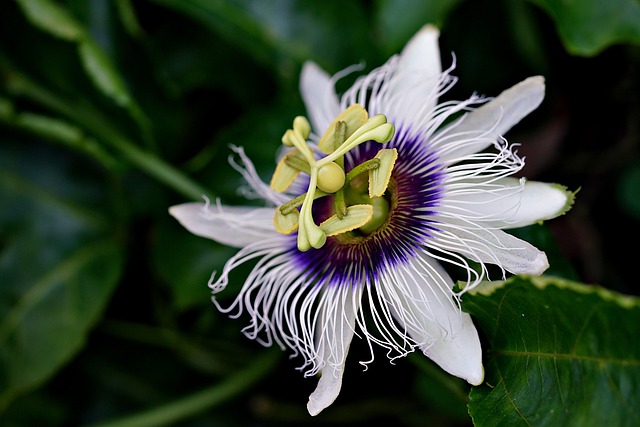 passion-flora-7720007_640.jpg